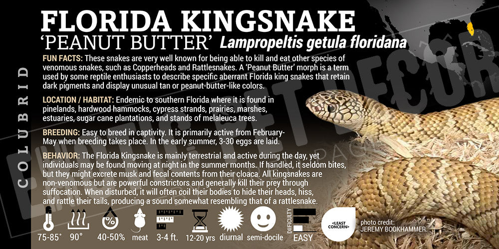 Lampropeltis getula floridana 'Florida Kingsnake'