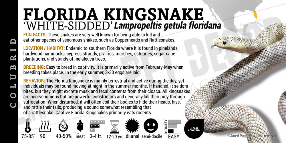 Lampropeltis getula floridana 'Florida Kingsnake'