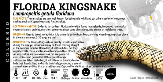 Lampropeltis getula floridana 'Florida Kingsnake'