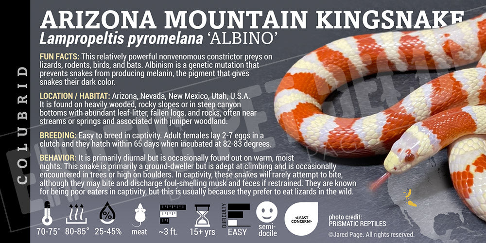 Lampropeltis pyromelana 'Arizona Mountain Kingsnake'