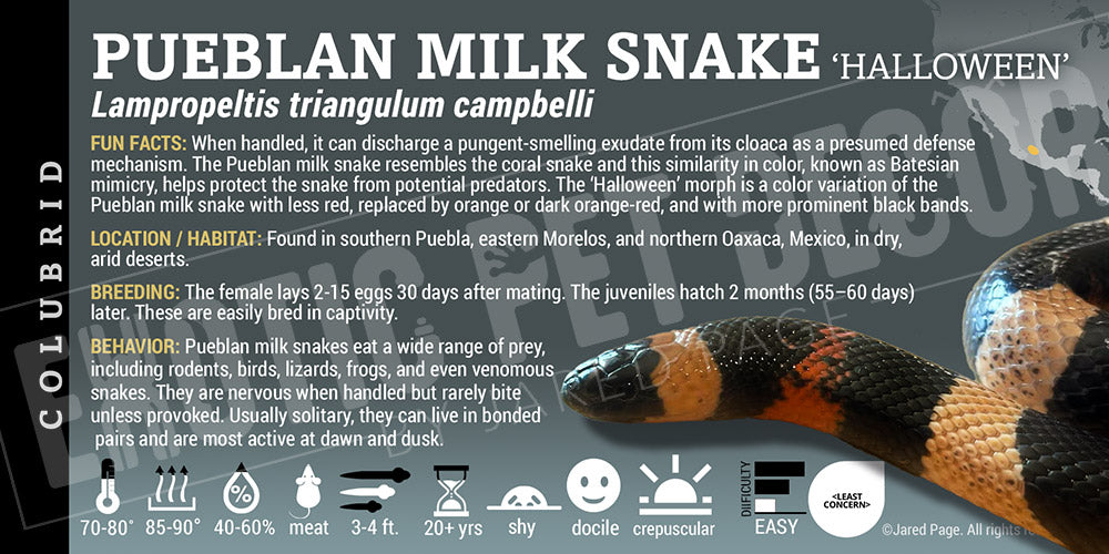 Lampropeltis triangulum campbelli 'Pueblan Milksnake'