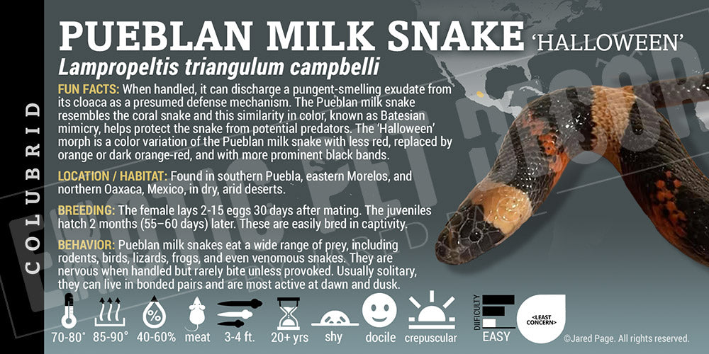Lampropeltis triangulum campbelli 'Pueblan Milksnake'