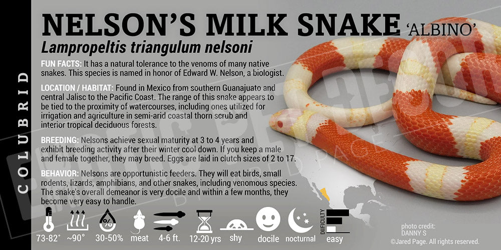 Lampropeltis triangulum nelsoni 'Nelson's Milksnake'