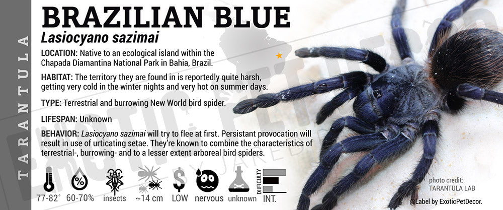 Pterinopelma sazimai 'Brazilian Blue' Tarantula