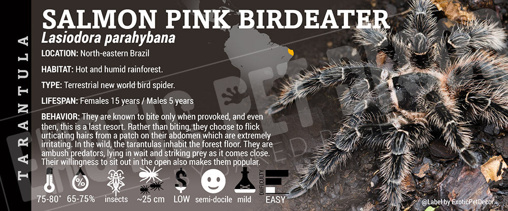 Lasiodora parahybana 'Salmon Pink Bird Eater' Tarantula