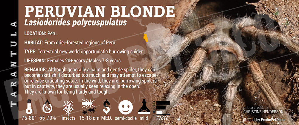 Lasiodorides polycuspulatus 'Peruvian Blonde' Tarantula label