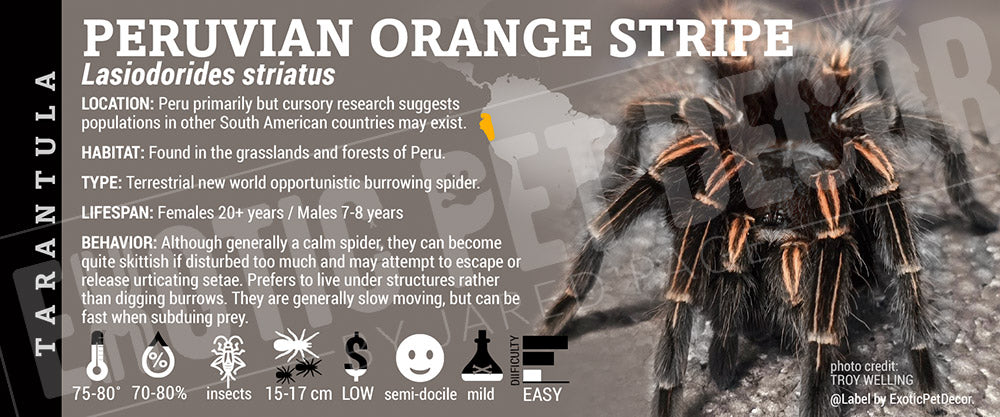 Lasiodorides striatus 'Peruvian Orange Stripe' Tarantula label