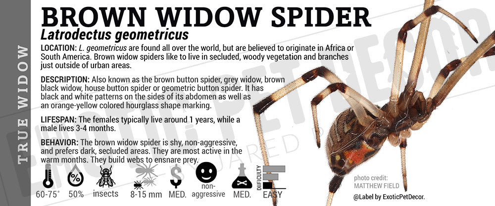 Latrodectus geometricus 'Brown Widow' Spider label