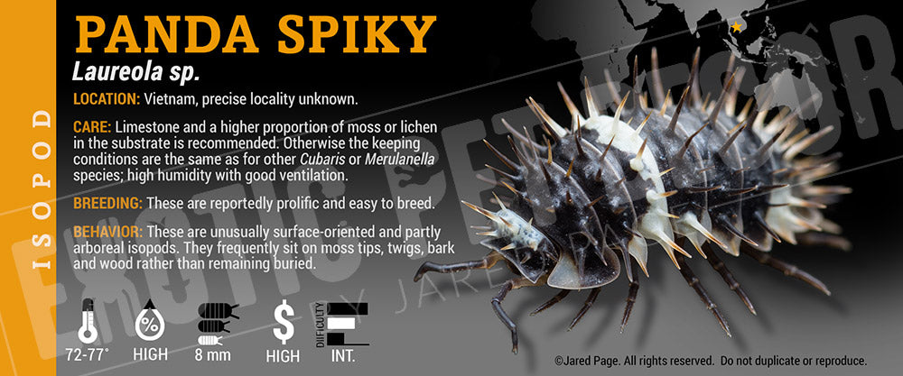 Laureola sp 'Panda Spiky' isopod label