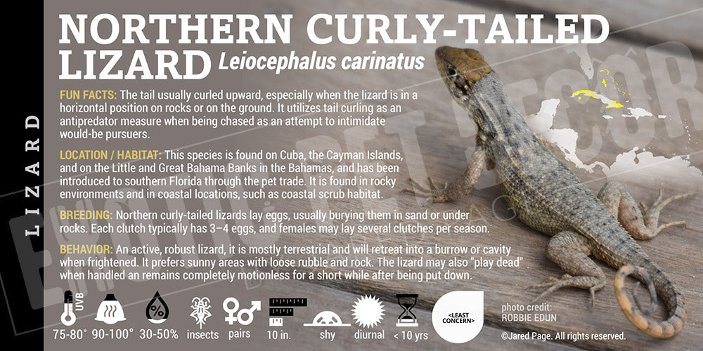 Leiocephalus carinatus 'Northern Curly-tailed' Lizard label