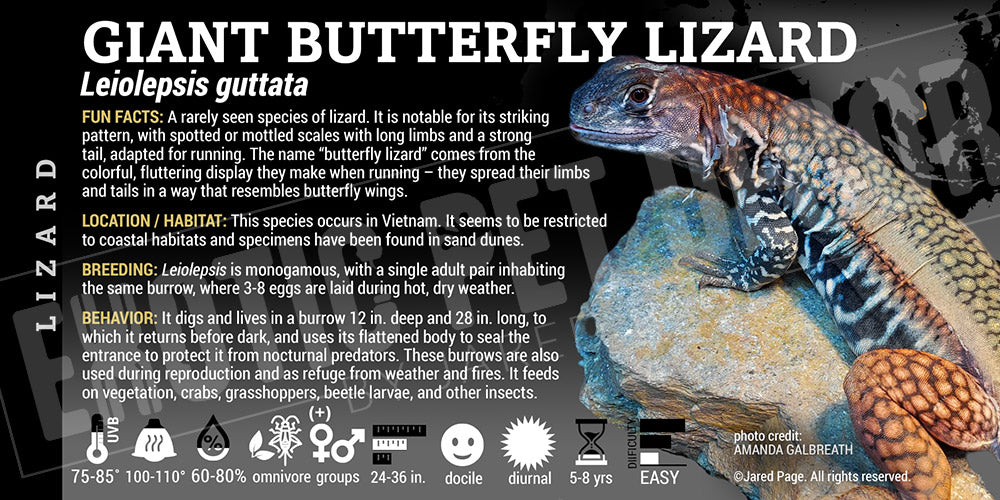 Leiolepsis guttata 'Giant Butterfly' Lizard' label