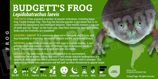Lepidobatrachus laevis 'Budgett's Frog'