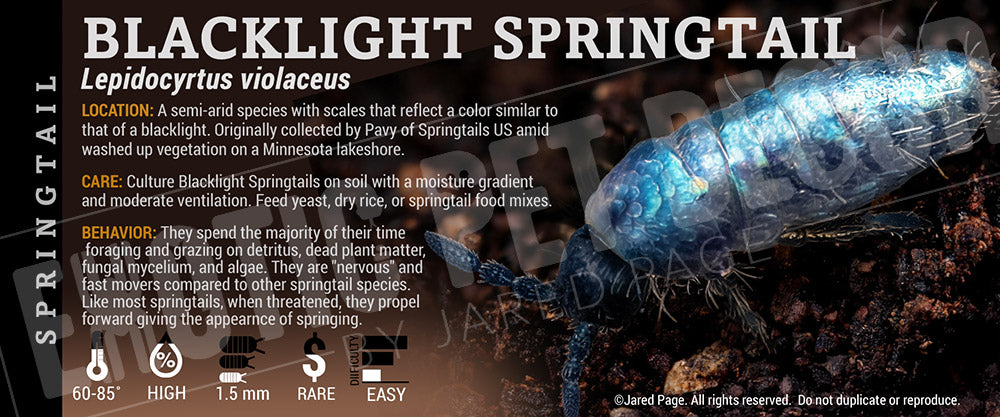 Lepidocyrtus violaceus 'Blacklight' Springtail label