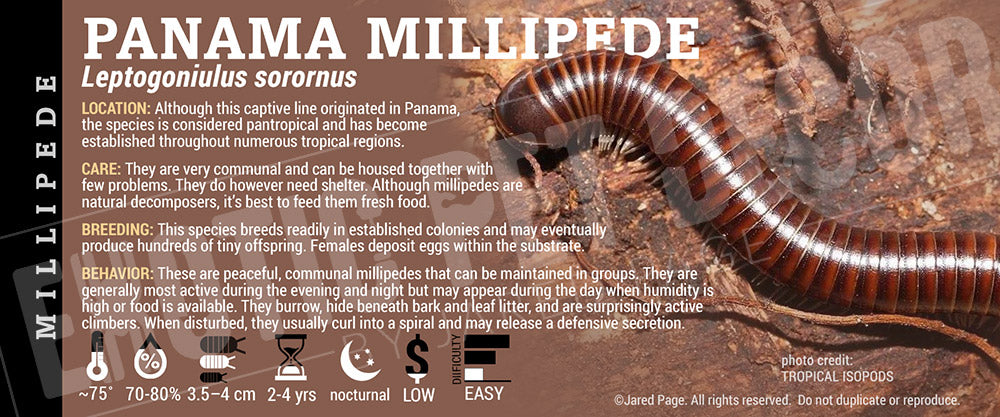 Leptogoniulus sorornus 'Panama' Millipede label