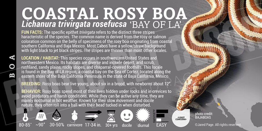 Lichanura trivirgata rosefucsa 'Coastal Rosy' Boa
