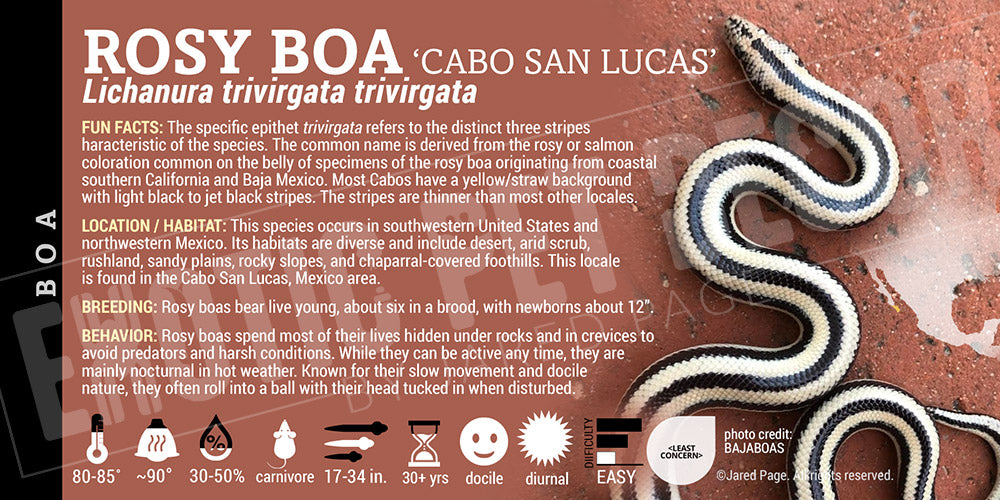 Lichanura trivirgata trivirgata 'Mexican Rosy' Boa