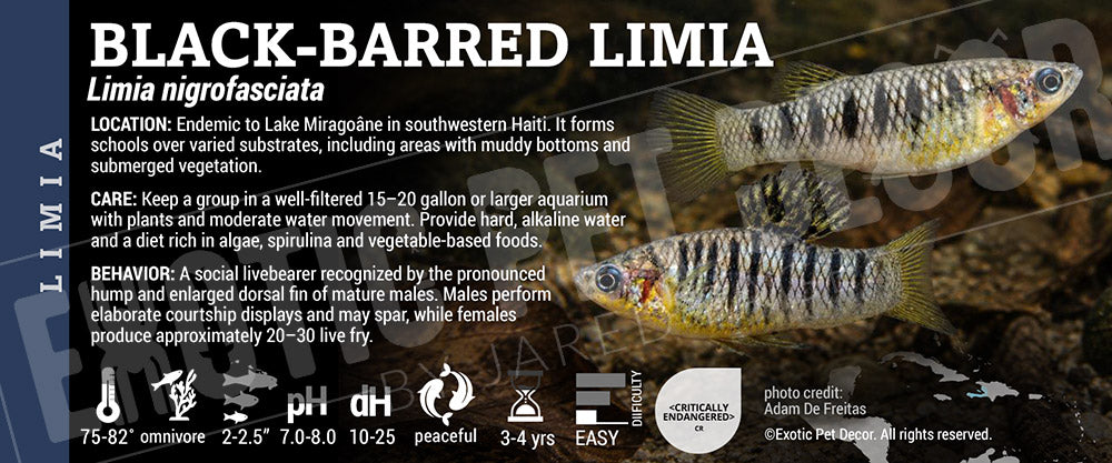 Limia nigrofasciata 'Black-barred Limia' Fish label