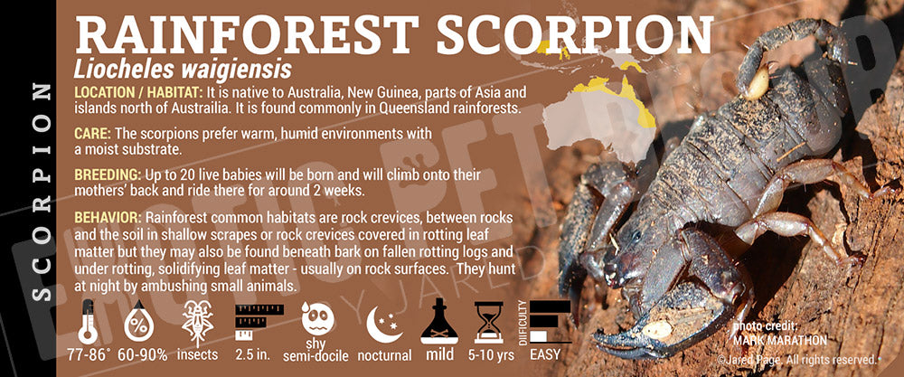 Liocheles waigiensis 'Austrailian Rainforest' Scorpion