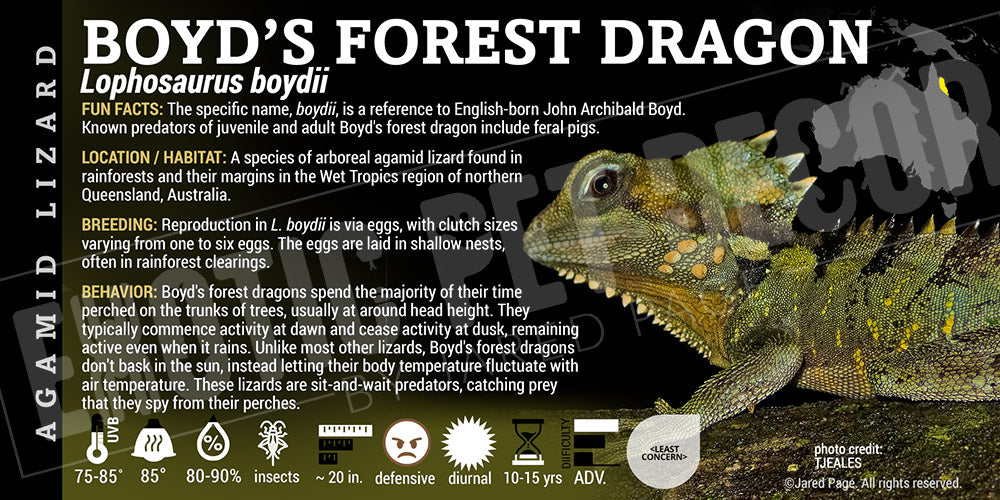 Lophosaurus boydii 'Boyd's Forest Dragon' Lizard