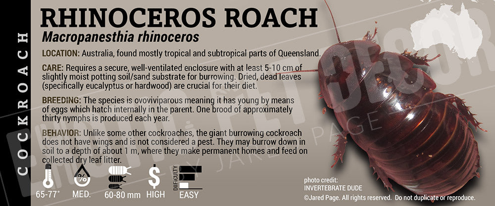 Macropanesthia rhinoceros 'Rhinoceros Roach' label
