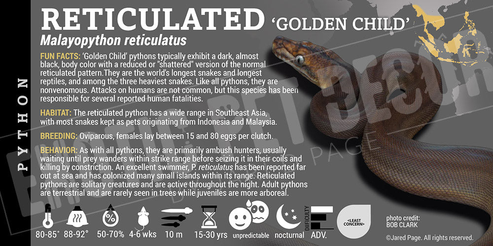 Malayopython reticulates 'Reticulated' Python