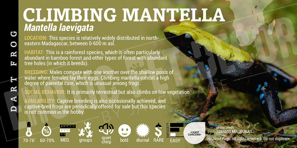 Mantella laevigata 'Climbing Mantella' Dart Frog Label