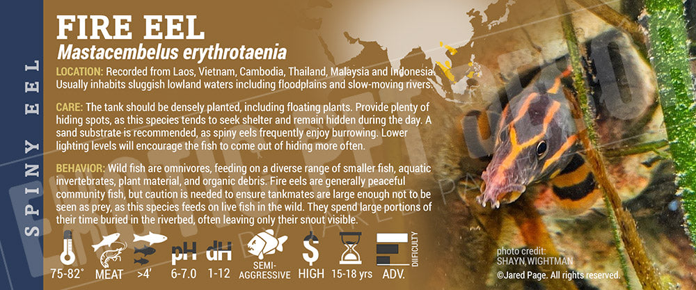 Mastacembelus erythrotaenia 'Fire Eel'
