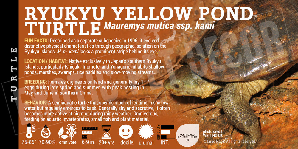 Mauremys mutica 'Yellow Pond Turtle' label