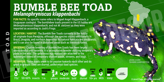 Melanophryniscus klappenbachi 'Bumblebee Toad'