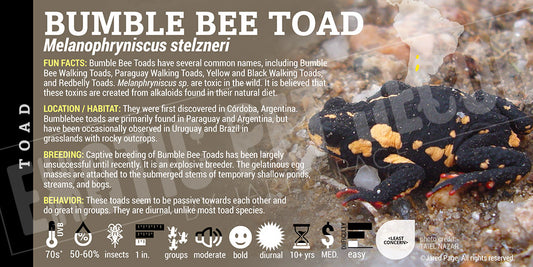 Melanophryniscus stelzneri 'Bumblebee Toad'