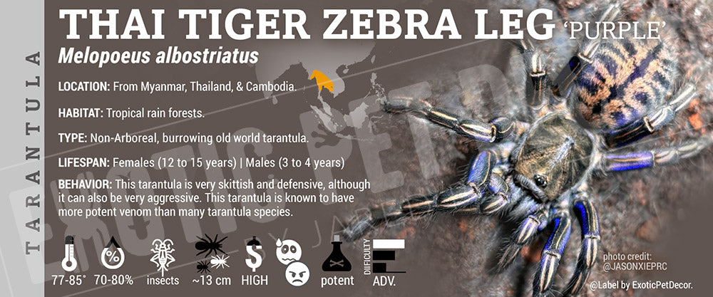 Melopoeus albostriatus 'Tiger Zebra Leg' Tarantula label