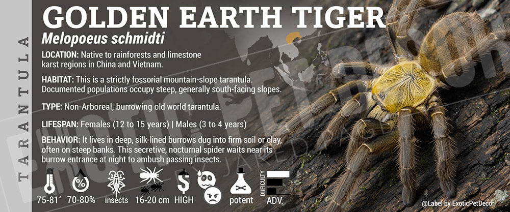 Melopoeus schmidti 'Golden Earth Tiger' Tarantula label