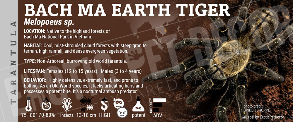 Melopoeus sp. 'Bach Ma Earth Tiger' Tarantula label