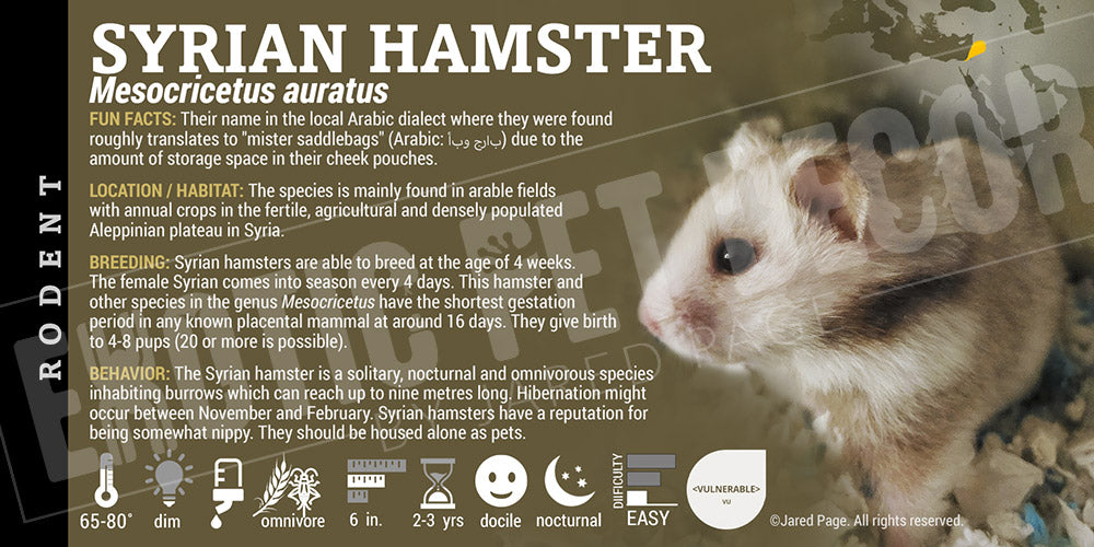 Mesocricetus auratus 'Teddy Bear / Syrian' Hamster