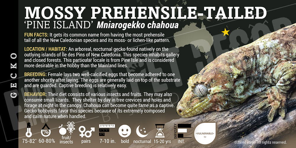 Mniarogekko chahoua 'Mossy Prehensile-Tailed' Gecko