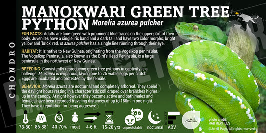 Morelia azurea pulcher 'Manokwari Green Tree' Python