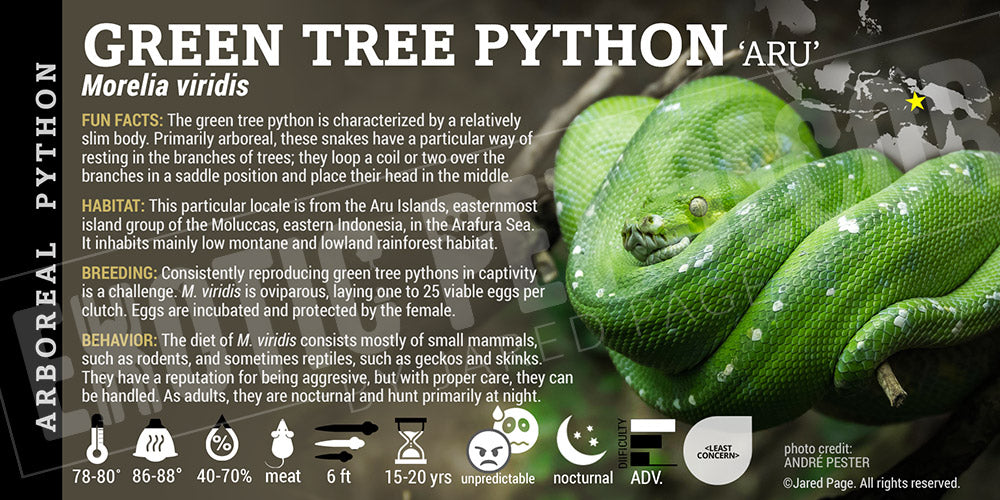 Morelia viridis 'Green Tree' Python