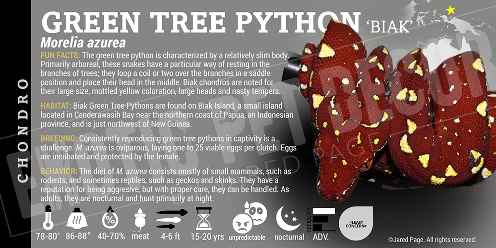 Morelia viridis 'Green Tree' Python