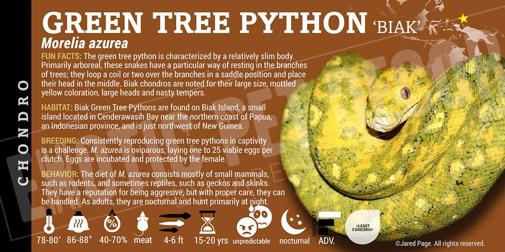 Morelia viridis 'Green Tree' Python