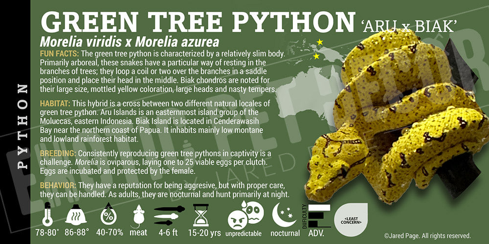Morelia viridis 'Green Tree' Python