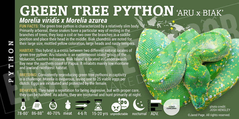 Morelia viridis 'Green Tree' Python