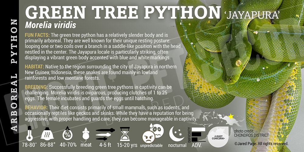 Morelia viridis 'Green Tree' Python