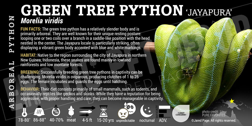 Morelia viridis 'Green Tree' Python