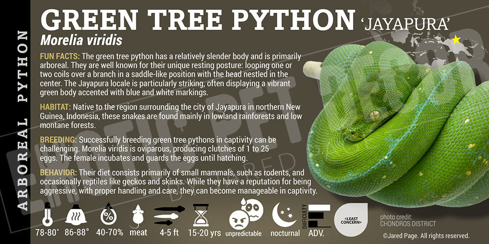 Morelia viridis 'Green Tree' Python