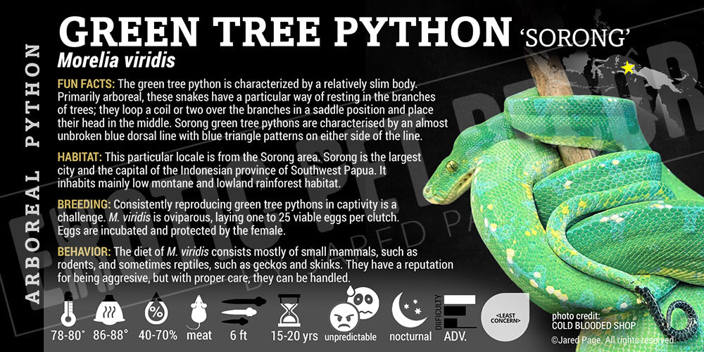 Morelia viridis 'Green Tree' Python
