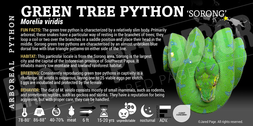 Morelia viridis 'Green Tree' Python