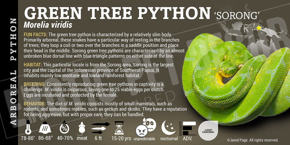 Morelia viridis 'Green Tree' Python