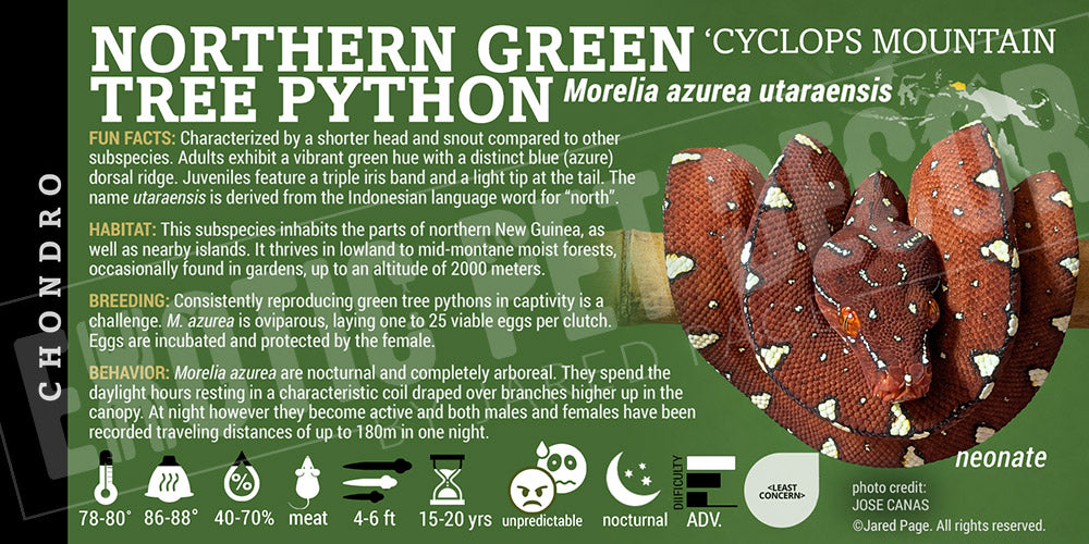 Morelia azurea utaraensis 'Northern Green Tree' Python