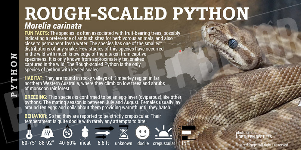 Morelia carinata 'Rough Scaled' Python