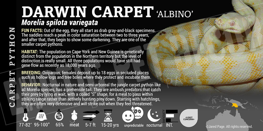 Morelia spilota variegata 'Northern Carpet' Python